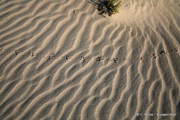 Spuren im Sand am Strand 5000 Jahre, Djerba - Tunesien