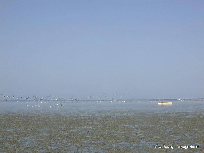Vogel Segelfliegen, Djerba - Tunesien