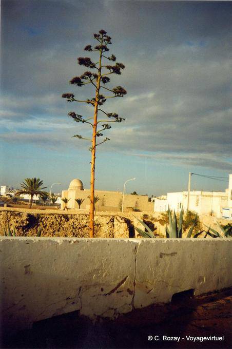 Aloe, Djerba, Houmt Souk - Tunesien