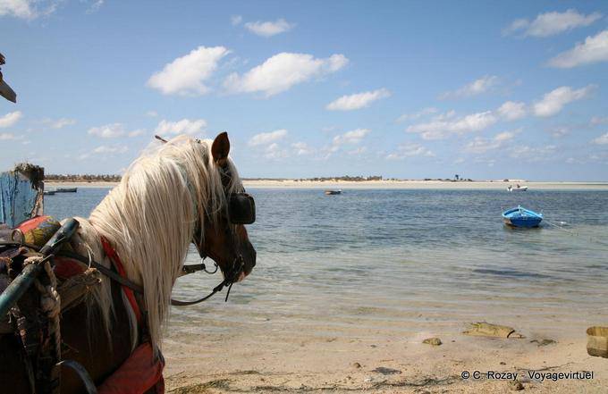 Zugpferd, Seguia, Djerba - Tunesien