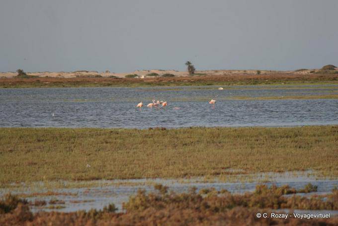 Flamingos in der Lagune, Djerba - Tunesien