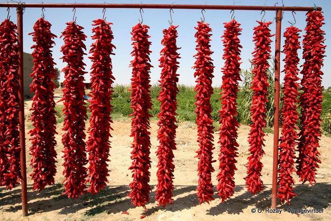 Nahaufnahme von roten Paprika hängenden - Tunesien