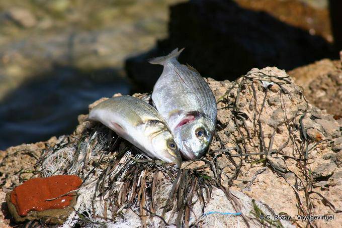 Frischer Fisch auf einem Felsen, Kerkennah - Tunesien