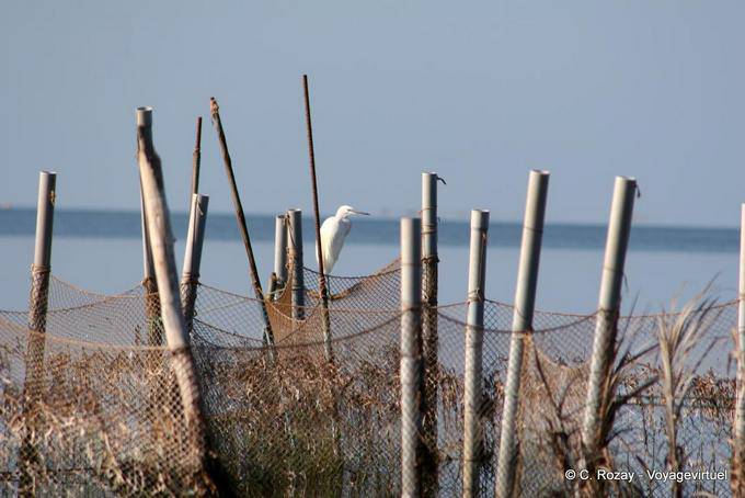 Weißer Reiher auf Netz, Ouled Kacem, Kerkennah Islands - Tunesien