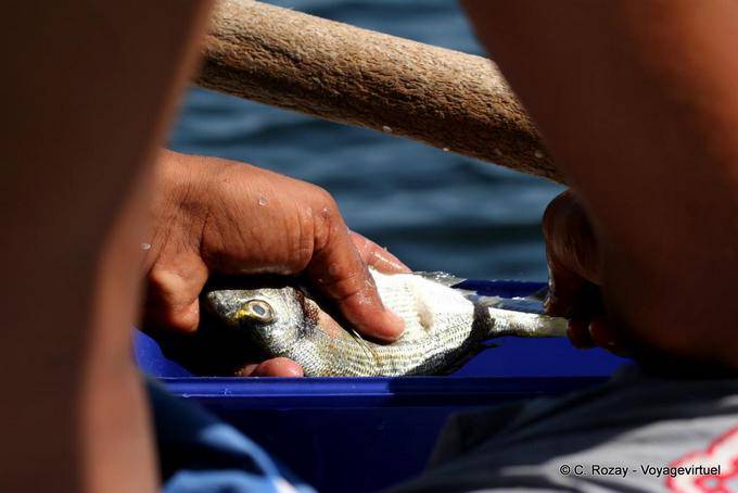 Frischer Fisch in der Hand, Ouled Kacem, Kerkennah - Tunesien