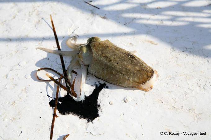 Squid und dessen Tinte auf dem Deck, Ouled Kacem, Kerkennah - Tunesien