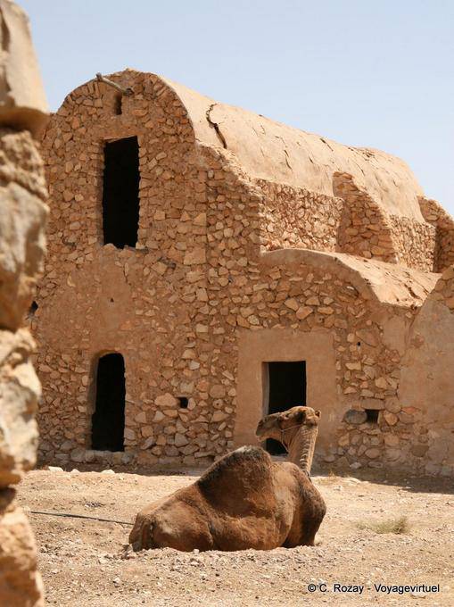 Camel, Ksar El Ferech - Tunesien