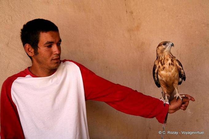 Adler auf der Hand, Ksar Haddada - Tunesien