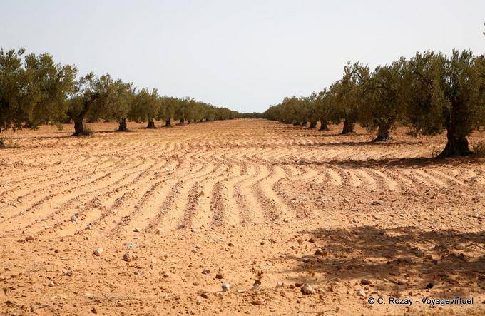 Olivenhain in der Region Sfax - Tunesien