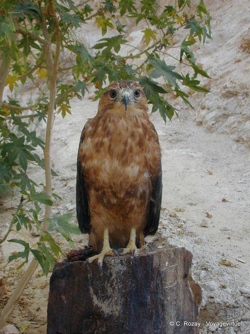 Adler wartet auf einem Stamm, Tamerza Chebika - Tunesien