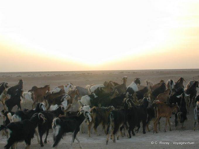 Ziegenherde in der Chott el Jerid - Tunesien