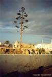 Aloe, Djerba, Houmt Souk, Tunesien.