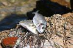 Frischer Fisch auf einem Felsen, Kerkennah, Tunesien.