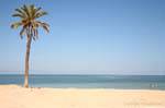 Typische Palme und Strand, Kerkennah Islands, Tunesien.