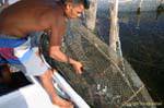 Entfernen des Fischernetz, Ouled Kacem, Kerkennah, Tunesien.