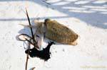 Squid und dessen Tinte auf dem Deck, Ouled Kacem, Kerkennah, Tunesien.