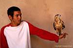 Adler auf der Hand, Ksar Haddada, Tunesien.