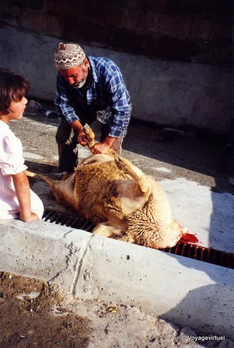 Vorbereitung der Schafe für Eid al-Adha - Göreme, Kappadokien - Türkei