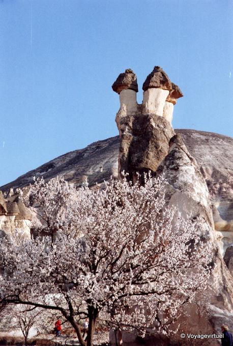 Ein Baum in Blüte und Feenkamine, Kappadokien - Türkei