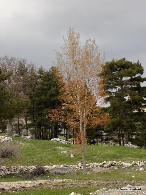 Baum im Frühjahr, Egirdir - Türkei
