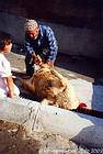 Vorbereitung der Schafe für Eid al-Adha - Göreme, Kappadokien, Türkei.